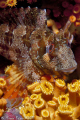   Mediterranean blenny...Parablennius gattoruggine blenny...(Parablennius blenny(Parablennius blenny (Parablennius  